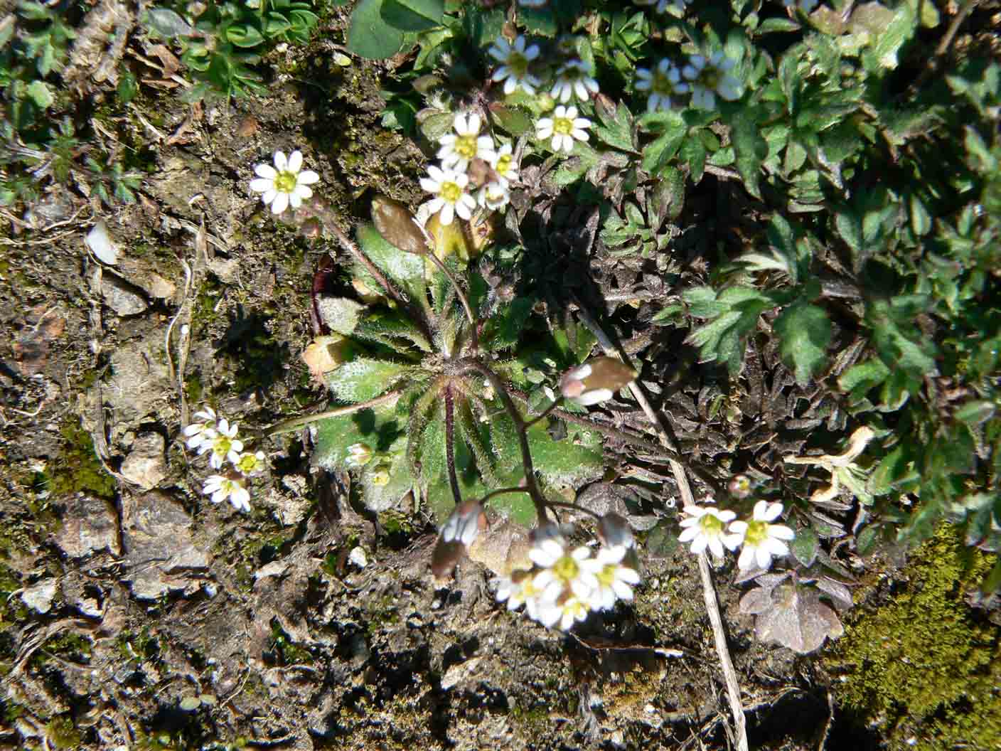 Erophila verna s.l.